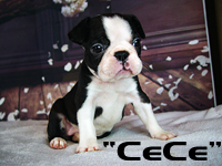 Cece