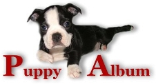 Day Boston Terriers Photo Album's